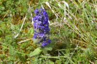 Ajuga genevensis