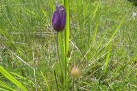 Pulsatilla vulgaris