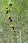 Ophrys insectifera