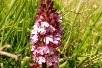 Orchis purpurea