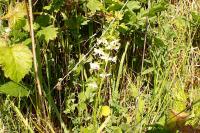 Platanthera chlorantha