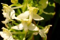 Platanthera chlorantha