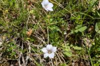 Linum appressum