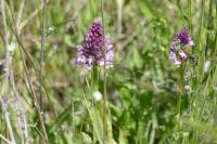 Anacamptis pyramidalis