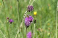 Cirsium dissectum