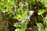 Veronica officinalis