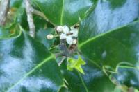 Ilex aquifolium