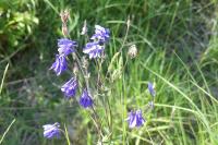 Aquilegia vulgaris