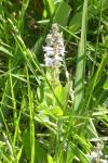 Veronica officinalis