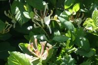 Lonicera periclymenum