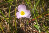 Baldellia ranunculoides