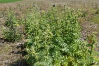 Silybum marianum