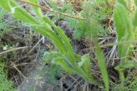 Lycopsis arvensis