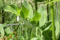 Polygonatum odoratum