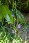 Campanula rapunculus