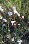 Linum tenuifolium