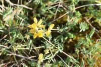 Coronilla minima