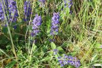 Ajuga genevensis