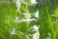Platanthera chlorantha