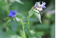 Aegonychon purpurocaeruleum