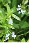 Myosotis scorpioides
