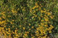 Lotus corniculatus
