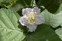 Rubus