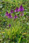 Anacamptis pyramidalis