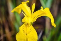 Iris pseudacorus
