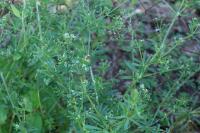 Galium aparine