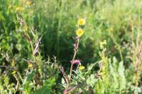 Sonchus oleraceus