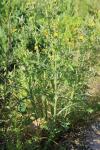 Sonchus oleraceus