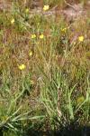 Ranunculus flammula
