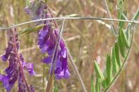 Vicia villosa