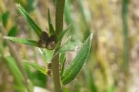 Buglossoides arvensis