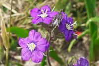 Legousia speculum-veneris