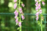 Digitalis purpurea