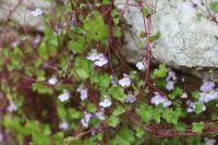 Cymbalaria muralis