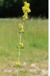 Galium verum