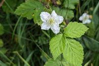 Rubus caesius