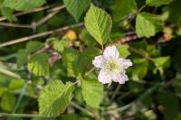Rubus caesius