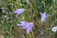 Campanula rapunculus