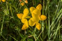 Lotus corniculatus