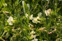 Vicia lutea