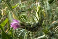 Carduus tenuiflorus
