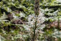 Asphodelus albus