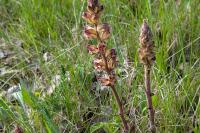 Orobanche