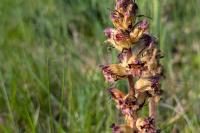Orobanche