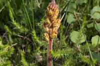 Orobanche