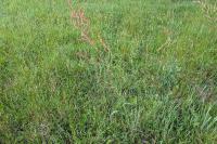 Rumex acetosa